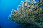 Voyage de plongée en Sardaigne avec le club Entre 2 Eaux