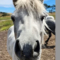 Jeu de cheval - Hobart horseplay
