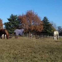 Horses for Causes/Soar Valley Western Stables