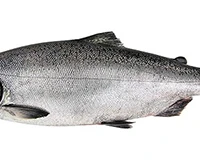 The West Coast Fishing Club