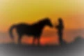 Cheval nomad'