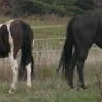 Brock Equestrian