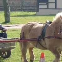 Farm Equestre De Bois Guilbert