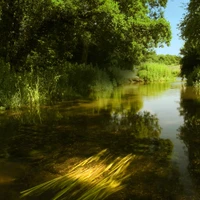 Bintry Mill Trout Fishery