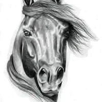Hockley Equestrian Centre