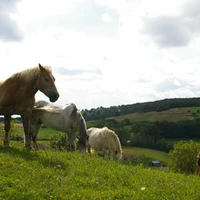 Equestrian Center La Jumenterie