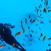 Diving DD