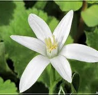 Brigitte Fleurs de Bach