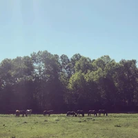 Hillsview Stables