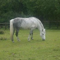 DALES VIEW RIDING CENTRE