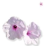 Basunti Retreat