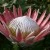 Protea Pilates