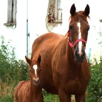 Stajňa Nika