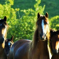 Floriane Vailleau Equestrian Center Le Sapajou