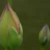 yoga in stillness