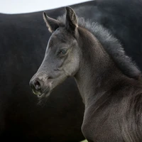 Equineius Ltd