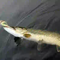 Léguer Street Fishing