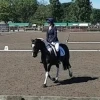 The Red Cat Field, Wheelton Pony Club
