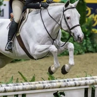 Toronto Equestrian