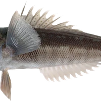 Mairirua Charters