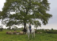 Castlefergus Riding Stables