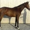 Le Poney Club
