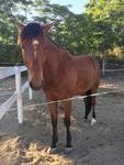 Haras Sables C-H-B