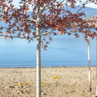 Kennedy Lane Beach Access