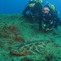 Eden Valley Divers