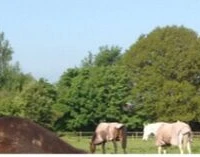 Truemans Heath Riding School