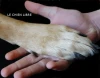 Le chien libre