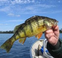 Ontario North Fishing Adventures