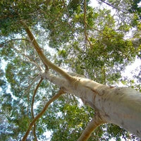 Silver Leaf Yoga