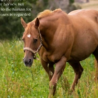 Anroc Quarter Horse Stud