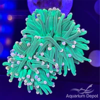 Aquarium Depot