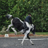Wellbeck Farm & Equestrian Centre