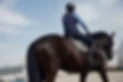 Baylands Equestrian Centre