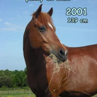 Pony Club Atoucrin