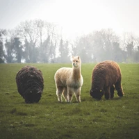 Clonfert Pet Farm