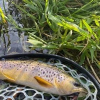 Grayshott Angling Club