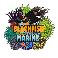 Blackfish Marine ltd