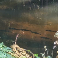 West Country Fly Fishing