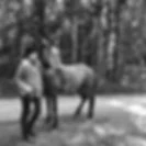 Horses With Holly