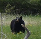 Bear Corner Adventures Bed & Bale