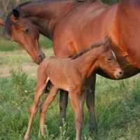 Bridlewood Riding Centre
