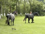 Centre Equestre de la Joie