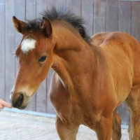 Alvescot Stud