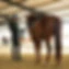 School Squires Training Center Equestrian