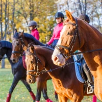 MW Horses