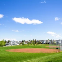 Royal Birch Field